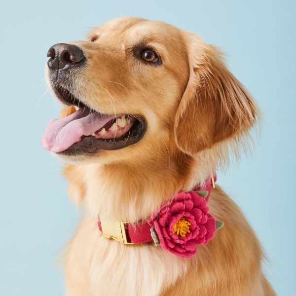 Peony Dog Collar Flower Set - Image 4