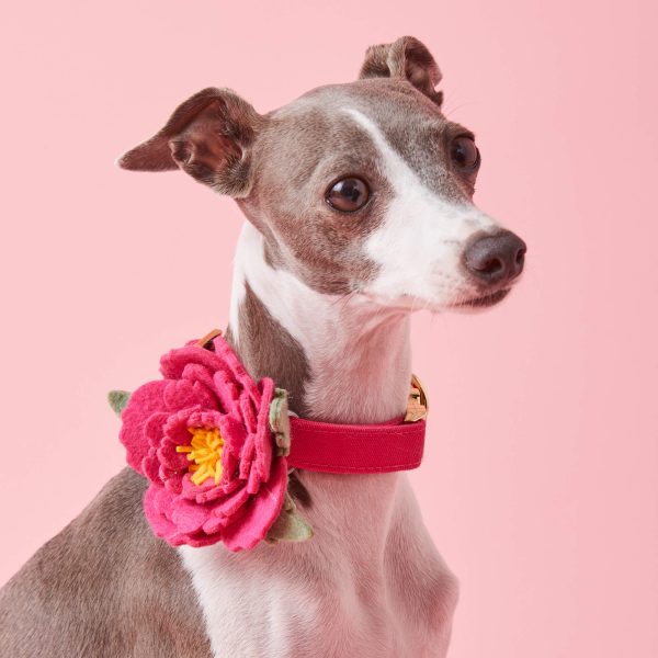Peony Dog Collar Flower Set - Image 5