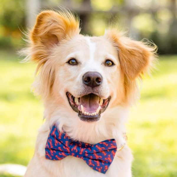 Catch of the Day Bow Tie Collar - Image 4