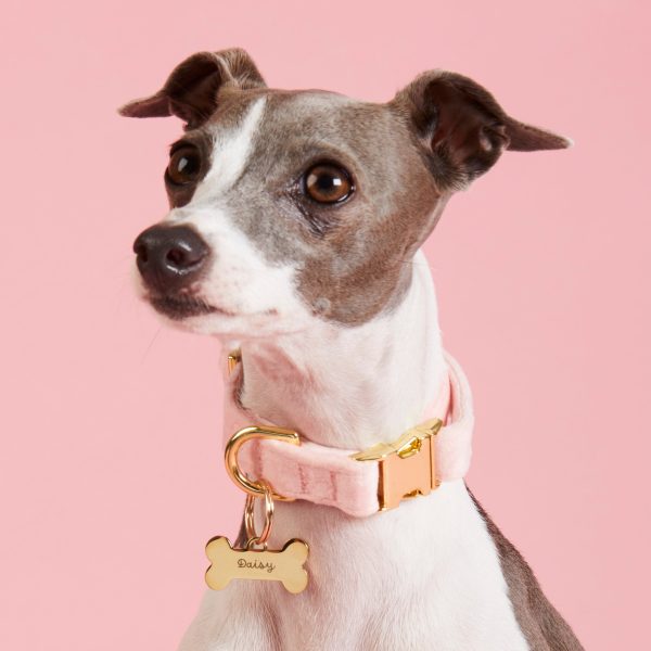 Blush Pink Velvet Dog Collar - Image 4