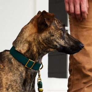 Evergreen Dog Collar - Image 6