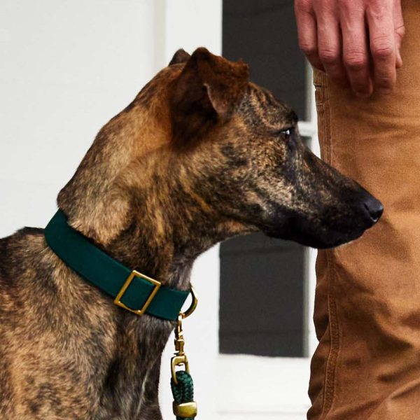 Evergreen Dog Collar - Image 6