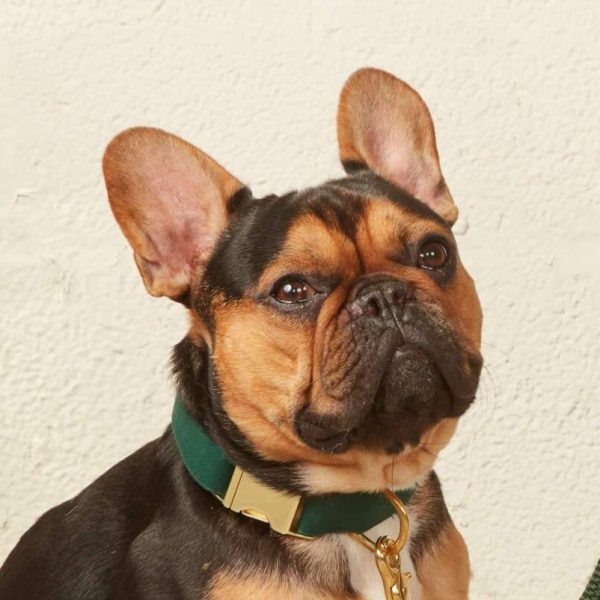 Evergreen Dog Collar - Image 7