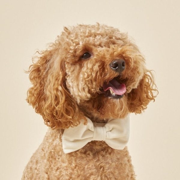 Ivory Velvet Bow Tie Collar - Image 4
