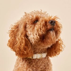 Ivory Velvet Dog Collar - Image 4