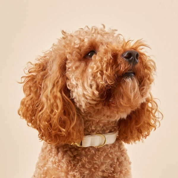 Ivory Velvet Dog Collar - Image 4