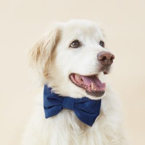 Navy Velvet Bow Tie Collar - Image 5
