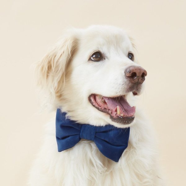 Navy Velvet Bow Tie Collar - Image 5
