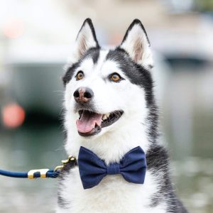 Ocean Bow Tie Collar - Image 6