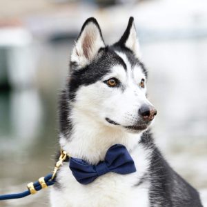 Ocean Bow Tie Collar - Image 7
