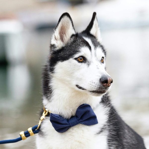 Ocean Bow Tie Collar - Image 7