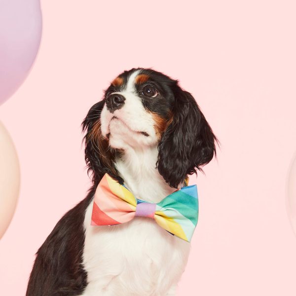 Over the Rainbow Bow Tie Collar - Image 4