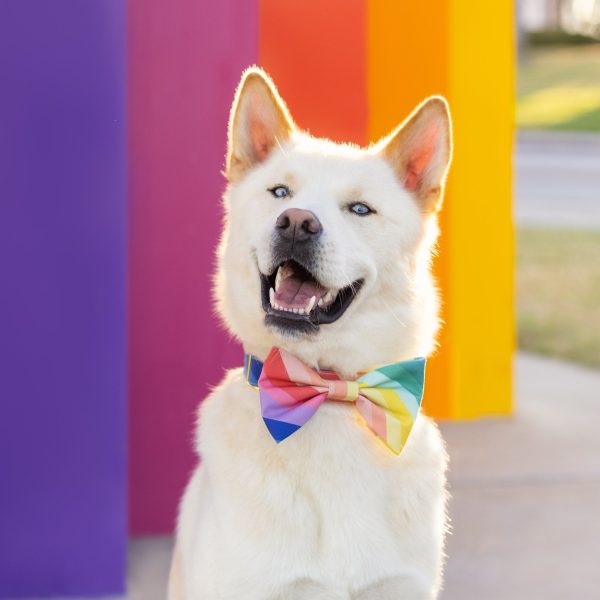 Over the Rainbow Bow Tie Collar - Image 7