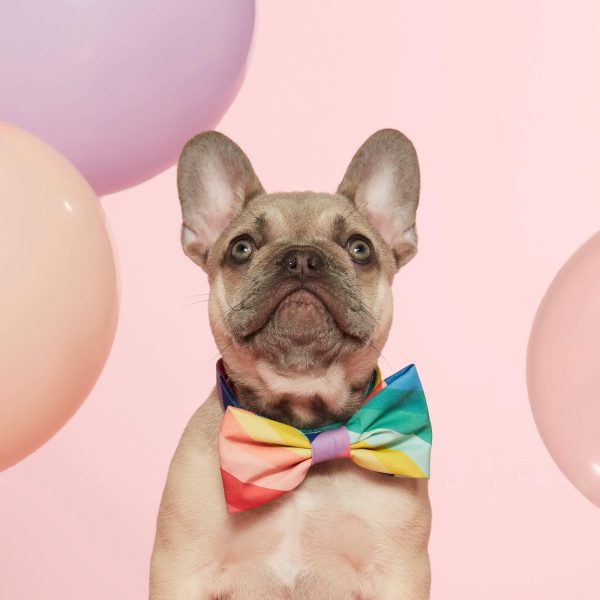 Over the Rainbow Bow Tie Collar - Image 5
