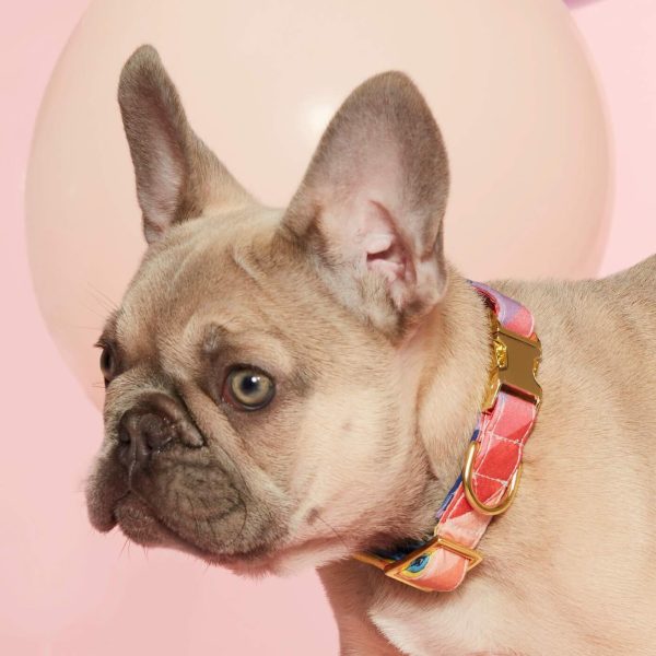 Over the Rainbow Dog Collar - Image 6