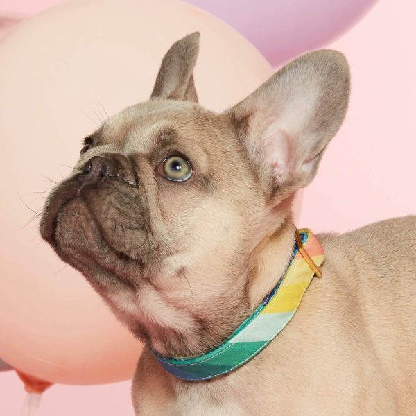 Over the Rainbow Dog Collar - Image 5