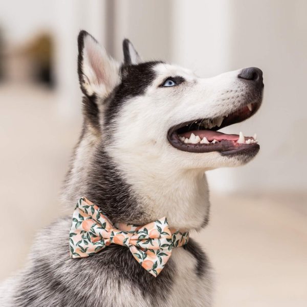 Peaches and Cream Bow Tie Collar - Image 4