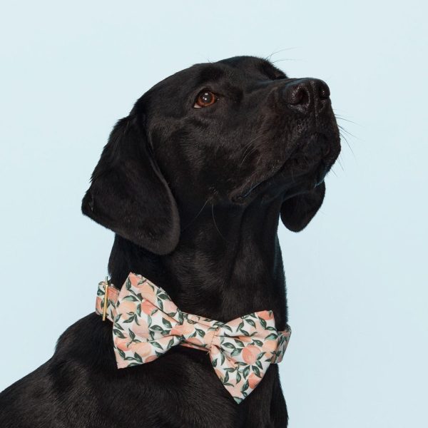 Peaches and Cream Bow Tie Collar - Image 6