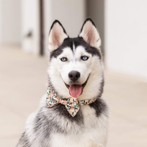 Peaches and Cream Bow Tie Collar - Image 5