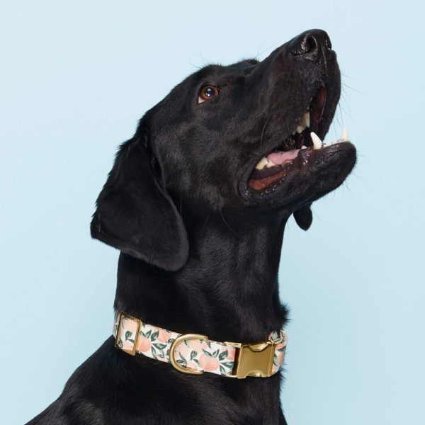 Peaches and Cream Dog Collar - Image 4