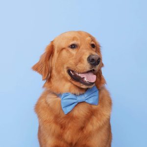 Periwinkle Bow Tie Collar - Image 7