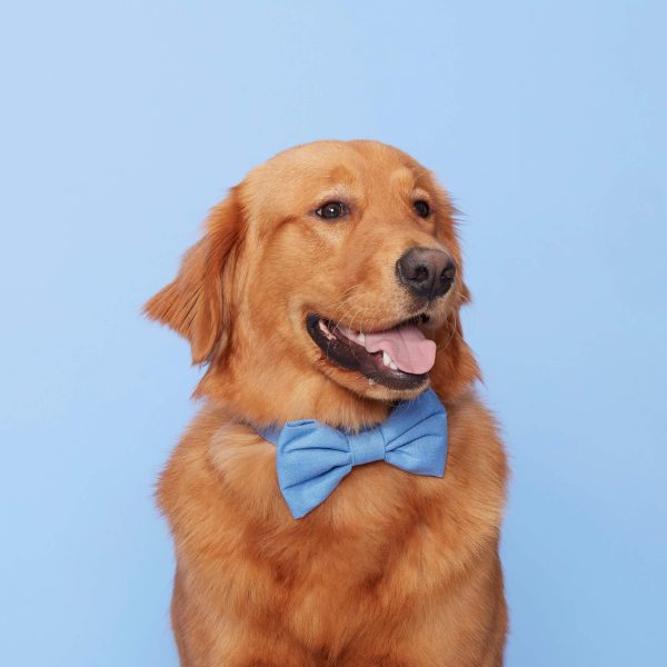 Periwinkle Bow Tie Collar - Image 7