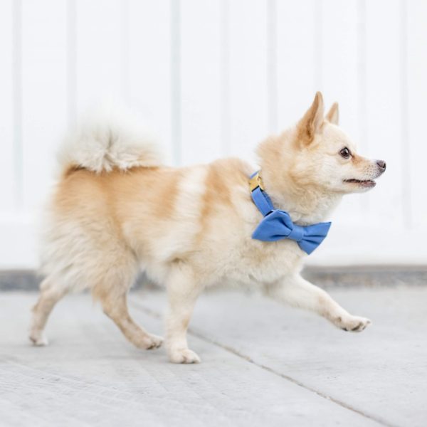 Periwinkle Bow Tie Collar - Image 6