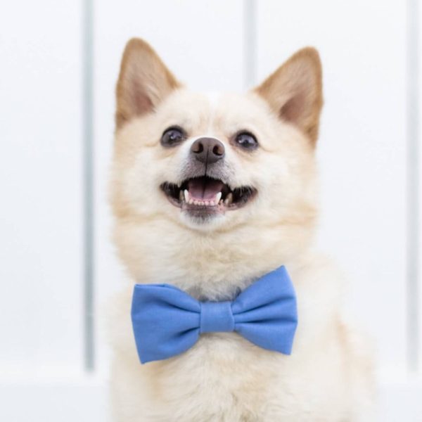 Periwinkle Bow Tie Collar - Image 4